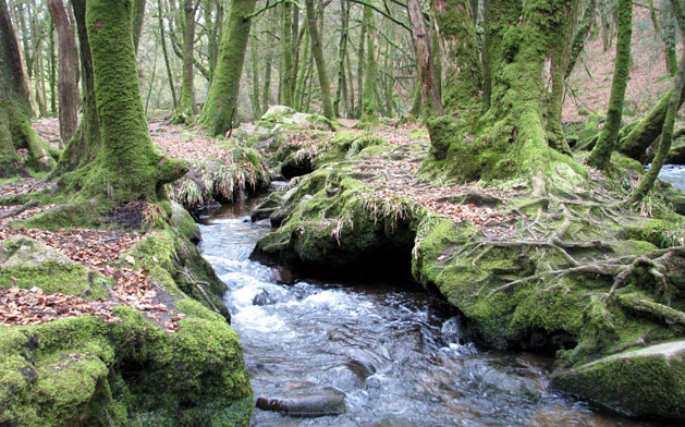 Golitha Falls